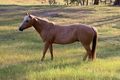 Property photo of 14 Joshua Creek Road Boyanup WA 6237