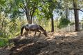 Property photo of 68 Kindra Avenue Karana Downs QLD 4306