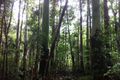 Property photo of 114 Webster Road Wondecla QLD 4887