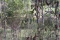 Property photo of 135 East River Pines Drive Delan QLD 4671