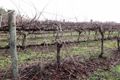 Property photo of 719 Casterton Road Penola SA 5277