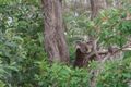 Property photo of 16 Mercury Parade Mango Hill QLD 4509