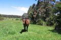 Property photo of 429 State Forest Road Ross Creek VIC 3351