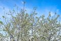 Property photo of 17 Sunrise Terrace East Albury NSW 2640