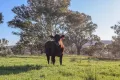 Property photo of 1 Haidee Street Bendemeer NSW 2355