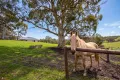 Property photo of 9 Summit Road Meadows SA 5201