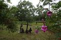 Property photo of 163A North Road Lower Beechmont QLD 4211