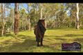 Property photo of 1902 Beaudesert-Beenleigh Road Tamborine QLD 4270