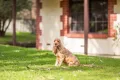 Property photo of 26 Molens Road Hahndorf SA 5245