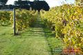 Property photo of 970 Coghills Creek Road Coghills Creek VIC 3364