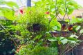 Property photo of 23 Chapple Place Forest Lake QLD 4078