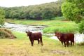 Property photo of 2 East Road Dunoon NSW 2480