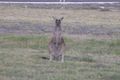 Property photo of 2 Crimp Crescent Leschenault WA 6233