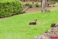 Property photo of 19 Karawatha Street Buderim QLD 4556