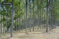 Property photo of 168 Chinamans Creek Road Tuchekoi QLD 4570