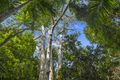Property photo of 30 Alex Road Mount Glorious QLD 4520