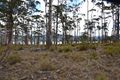 Property photo of 48 Youngs Road Apollo Bay TAS 7150