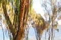 Property photo of 19 Queen Elizabeth Drive Barmera SA 5345