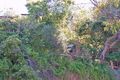 Property photo of 29 Burran Avenue Mosman NSW 2088