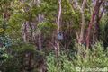 Property photo of 25 Foraker Drive Tamborine Mountain QLD 4272