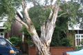 Property photo of 74 Corunna Road Stanmore NSW 2048