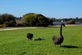 Property photo of 9B/49 Herdsman Parade Wembley WA 6014