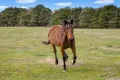 Property photo of 72 Little River Road Braidwood NSW 2622