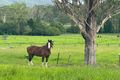 Property photo of 80 Armstrong Road Biddaddaba QLD 4275