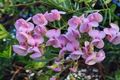 Property photo of 28 Pegasus Drive Dromedary TAS 7030