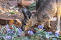 Property photo of 989 Ilparpa Road White Gums NT 0870