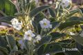 Property photo of 989 Ilparpa Road White Gums NT 0870