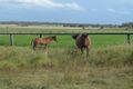 Property photo of 50 Newton Road East Athol QLD 4350