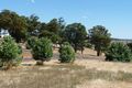 Property photo of 81 Gleneagles Drive Bridgetown WA 6255