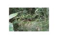 Property photo of 52 Christian Street Babinda QLD 4861