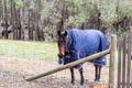 Property photo of 98 Quenda Glade Gidgegannup WA 6083