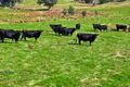 Property photo of Carboor Upper Road Carboor VIC 3678