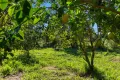 Property photo of 185 Dr Pages Road Cootharaba QLD 4565