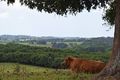 Property photo of 21 James Gibson Road Clunes NSW 2480