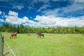 Property photo of 15 Cooroy Mountain Road Lake Macdonald QLD 4563