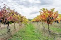 Property photo of 182 McLean Road Coonawarra SA 5263