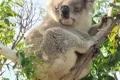 Property photo of 34 The Boulevarde Sandy Point VIC 3959