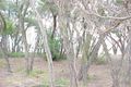Property photo of 64 Seagull Drive Loch Sport VIC 3851