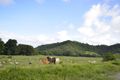 Property photo of 159 Upper Daintree Road Upper Daintree QLD 4873