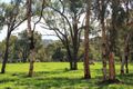 Property photo of 68 Ridgewood Loop Bullsbrook WA 6084