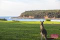 Property photo of 11 Kurrawa Drive Kioloa NSW 2539