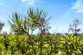 Property photo of 1/58 Peregian Esplanade Peregian Beach QLD 4573