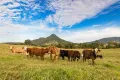 Property photo of 76 Mineshaft Road Eerwah Vale QLD 4562