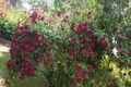 Property photo of 2 Forbes Street Murrabit VIC 3579