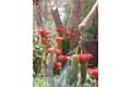 Property photo of 4 Opal Street Yowah QLD 4490