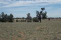 Property photo of 4567 Newell Highway Peak Hill NSW 2869
